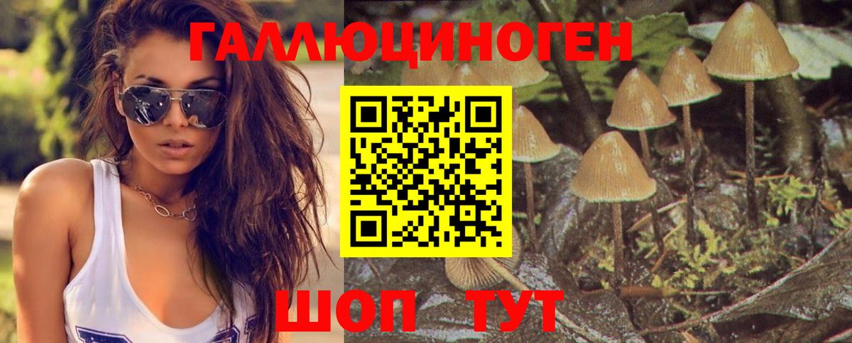 Галлюциногенные грибы Psilocybe Богданович